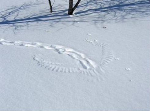 An impression on the snow of an ambiguous nature that is hard to catch. The tracks are of two kinds.