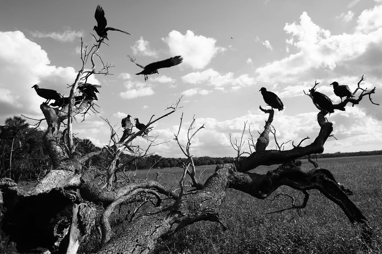 Nine black vultures perched on a log and one in flight about to land on it. The image is in monochrome. Vultures on a log. CC-BY 4.0 Christopher Marcum