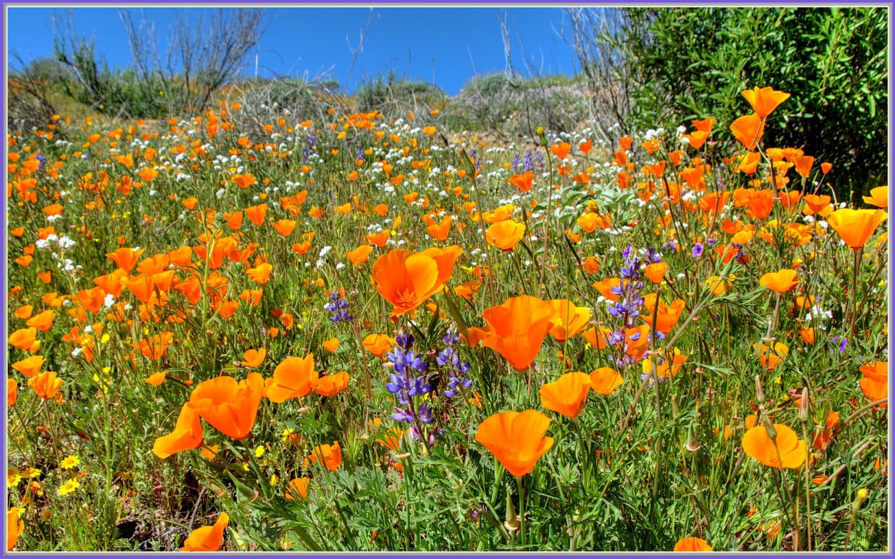 "Wildflower Outbreak" CC-BY 2.0 tdlucas5000 2015 cphotograph of purple lupins and Orange, California poppies